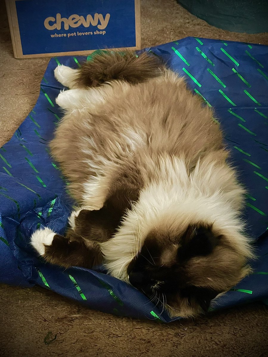 ChatLurking's tweet photo. I love my cat he’s so cute 😭😻 https://t.co/vnufsyPcfY