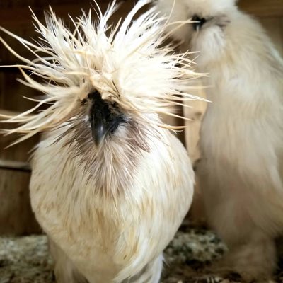 Gardenchickbee's tweet photo. #NewProfilePic https://t.co/XwuvB062dl