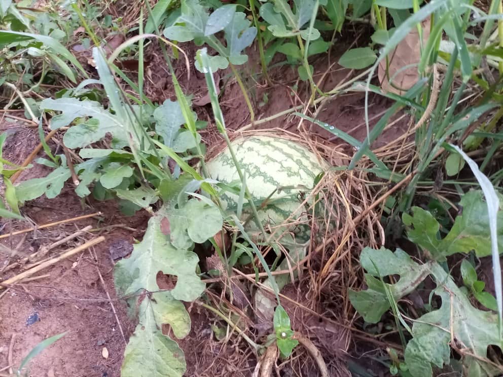 refarmersorg's tweet photo. #Refarmer Patrick Paul Kidega hosted the first #SyntropicAgroForestry course in Kitgum, Uganda

https://t.co/D9efNwDyMy https://t.co/kqUzyNcMOQ