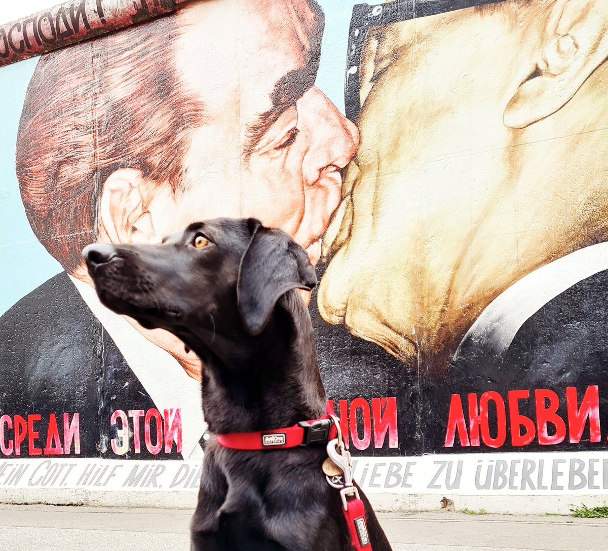 suncus82's tweet photo. @Glasmerleperle Bruno stammt aus einer ungarischen Tötungstation, ist Rettungshunde-Azubi in  Österreich und der beste Hund überhaupt;-) p.s. Wir glauben, dass er ein Vizsla-labrador Mix ist, aber was weiß man schon:-) https://t.co/3g4VUgNxSB