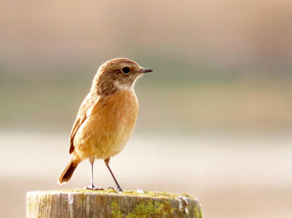 Lidia_Barcelo's tweet photo. Aquest bitxac comú femella s'hi estava posant molt bé per a la foto 😍
📍Aiguamolls de l'Empordà
📆26.12.21
#bitxaccomú #tarabillacomún #commonstonechat #saxicolatorquata https://t.co/s4LMGNOeJa