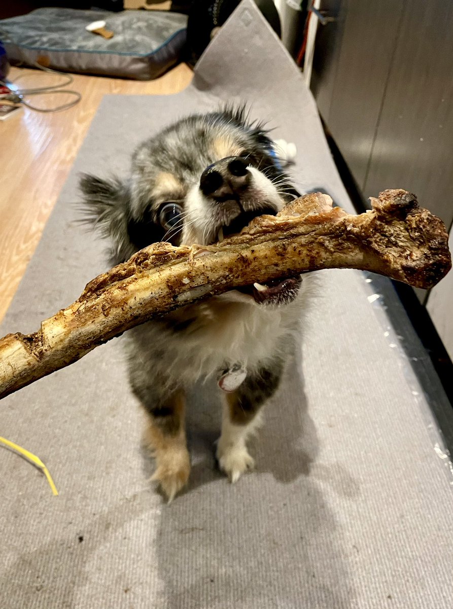grico42's tweet photo. Happy pup munching on our anniversary tomahawk  bone. https://t.co/cOAiMINzAg