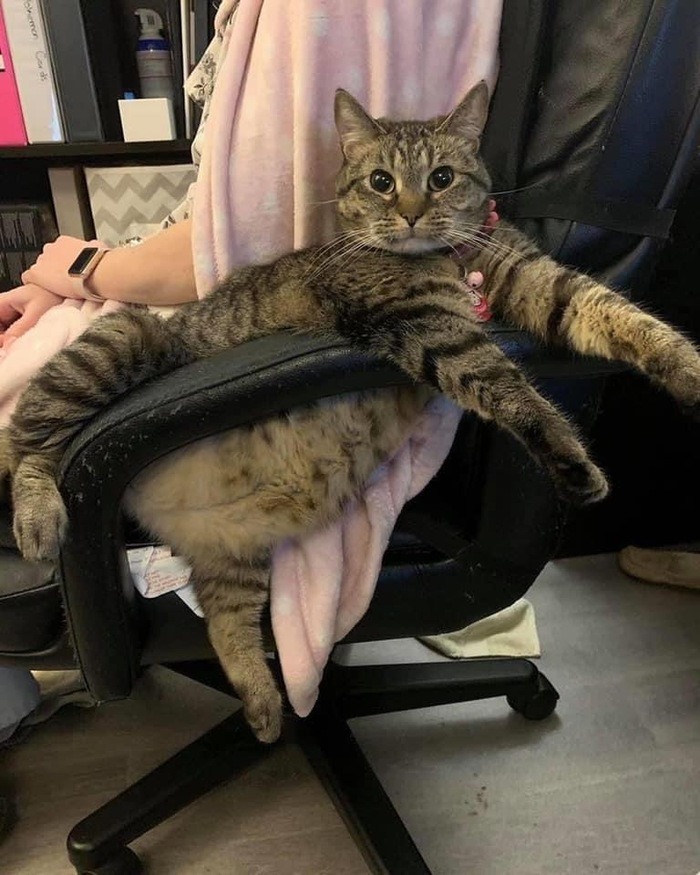 GorditoGatito2's tweet photo. https://t.co/fQSlvYDKf4