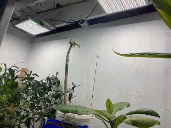 thrashedtv's tweet photo. update from our @ViparSpectraLED grow light winner @andersjensen241 with the #P1500 ☀️ 

#ThrashedTV #growyourown https://t.co/xfmfdQHjR2