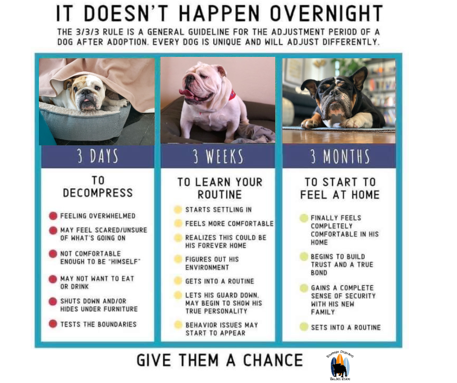 KatCorbett's tweet photo. For everyone who adopted a pet this Christmas, first congratulations on adopting! Second, look at this guide for how things might go. A little patience is key to an amazing new buddy. This is all usually A LOT EASIER than training a puppy. 

thx @SoCalBulldog https://t.co/PERA485pKq