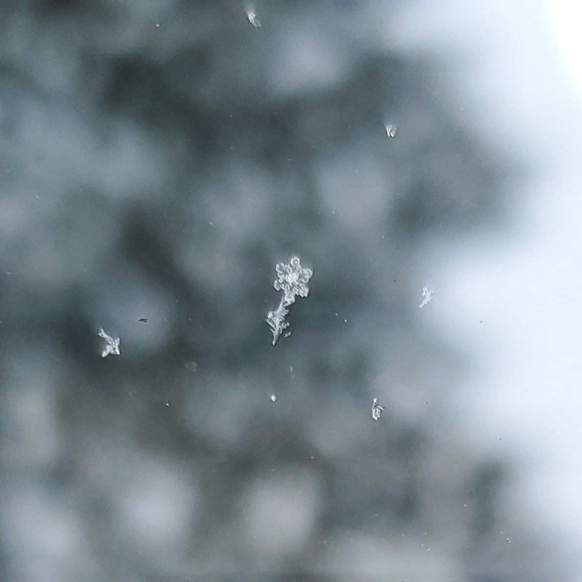 yellowboyjosh's tweet photo. Merry Christmas from my family to yours! Peep the prettiest snowflake I found on our window! https://t.co/MVMvwG0f6t