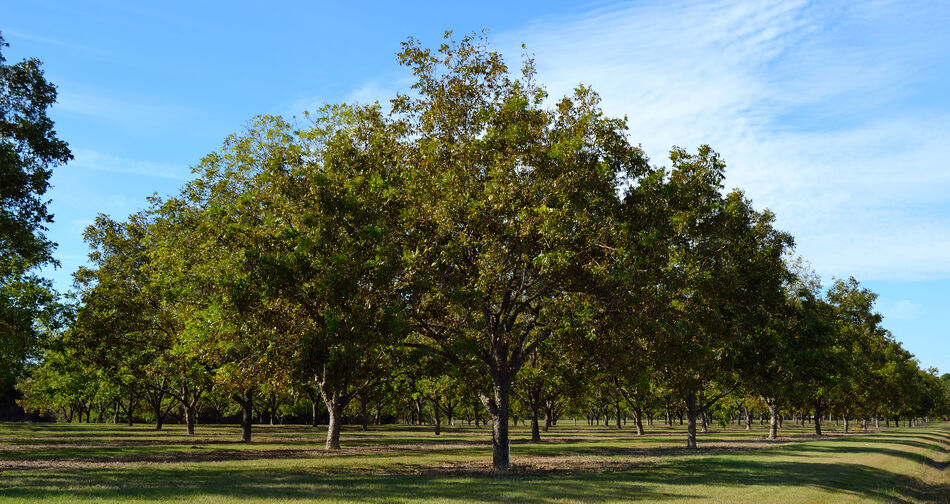 ForestTreeTX's tweet image. Need somewhere to seek shade this upcoming year? Here are five Texas shade trees to plant in your yard this spring! 
foresttreeservicekingwood.com/5-best-shade-t…