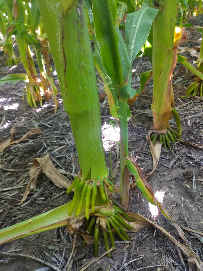 andreshadoc's tweet photo. Vicia villosa en maiz en R1. 
#SiempreVivoSiempreVerde
#LaYunta
#AsesorIndependiente
@MsJzCoverCrops @CS_Divulgacion @BarracoMirian https://t.co/xEBNvOTmdJ https://t.co/u8O0qiu0ui