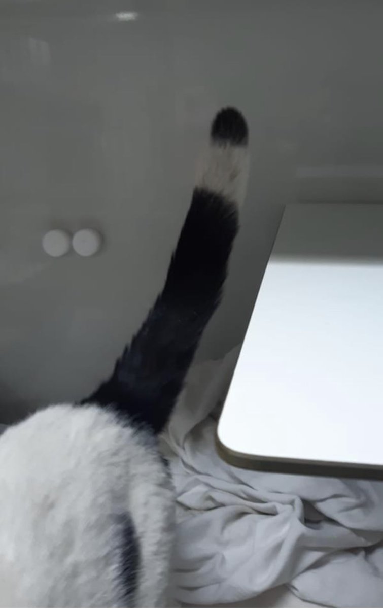 Kennt Ihr noch den Slogan „Schrei vor Glück“? Könnte wahr werden, wenn wir diesen Kater, der im Zalando-LKW mitgefahren ist, wieder zu seinem Menschen führen. Kann von überall her sein, aber die markante Färbung könnte helfen und teilen natürlich 🙏🍀😻 bit.ly/3erRR40
