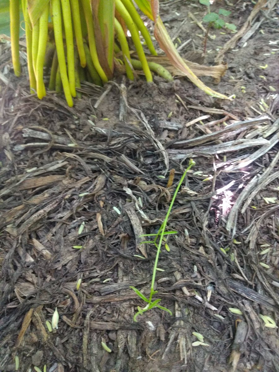 andreshadoc's tweet photo. Vicia villosa en maiz en R1. 
#SiempreVivoSiempreVerde
#LaYunta
#AsesorIndependiente
@MsJzCoverCrops @CS_Divulgacion @BarracoMirian https://t.co/xEBNvOTmdJ https://t.co/u8O0qiu0ui