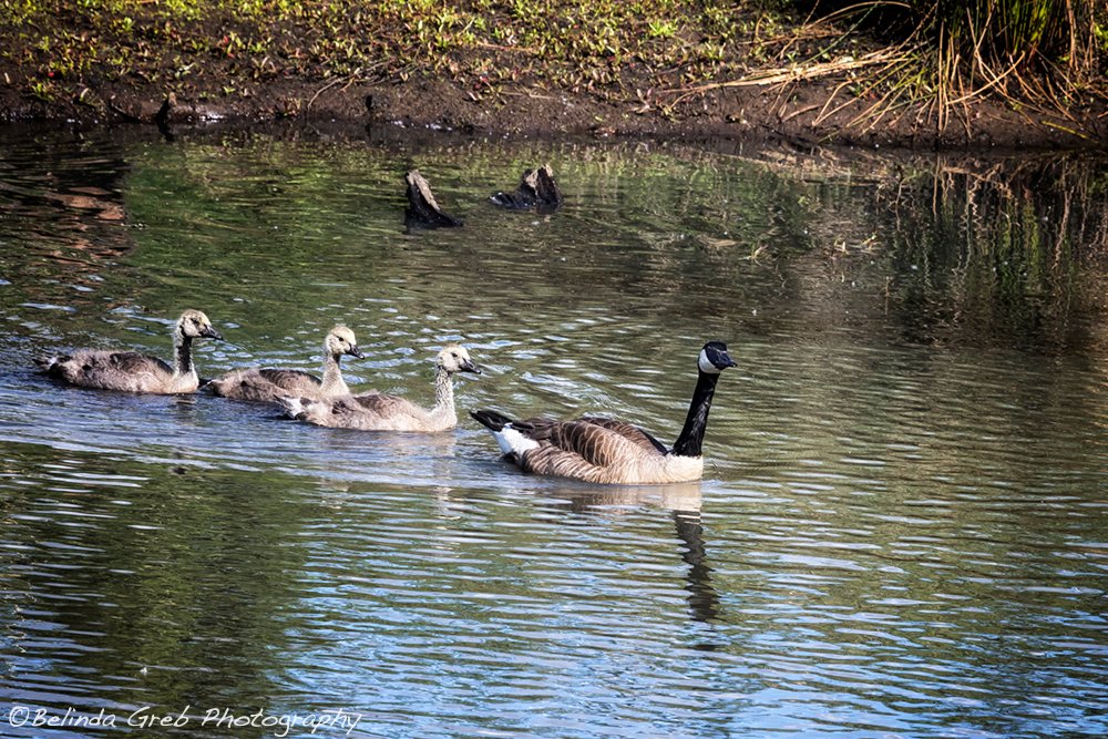 redbubble canada goose