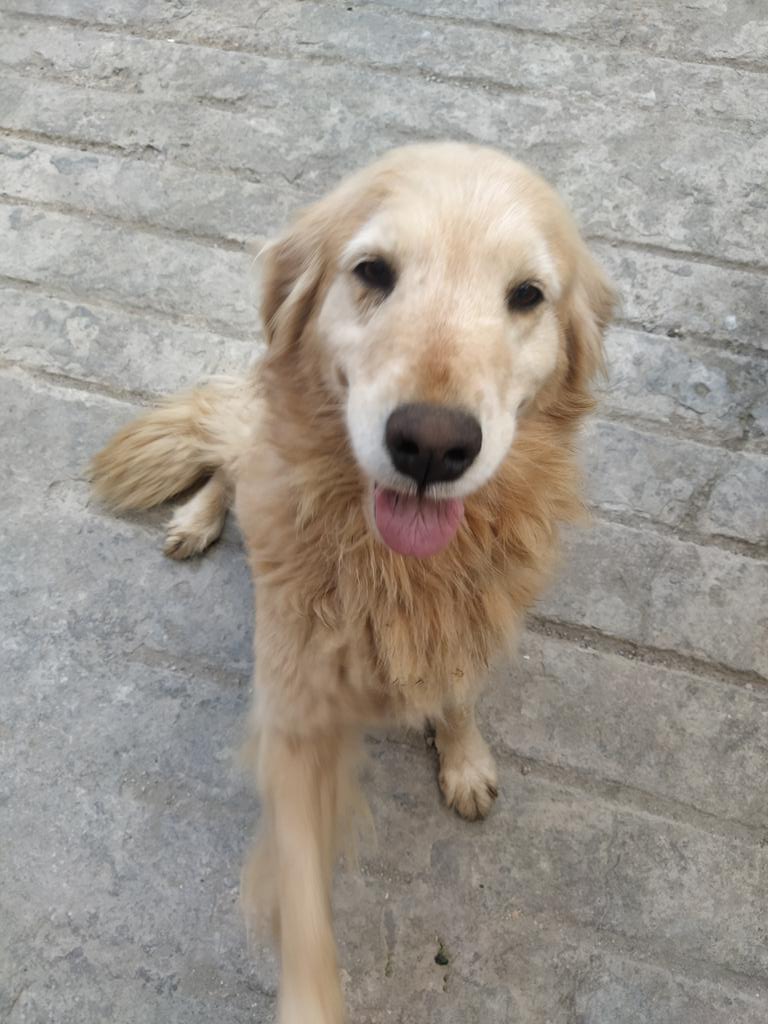 mtballatori1's tweet photo. Perdida el 24 de Diciembre en la urb. Las Polonias Nuevas en San Antonio de los Altos . Responde al nombre de Nala. Es la perrita de mi sobrina. Si la ven por favor informar por esta vía y nos pondremos en contacto. Gracias de antemano! https://t.co/vd5P8KjIu9