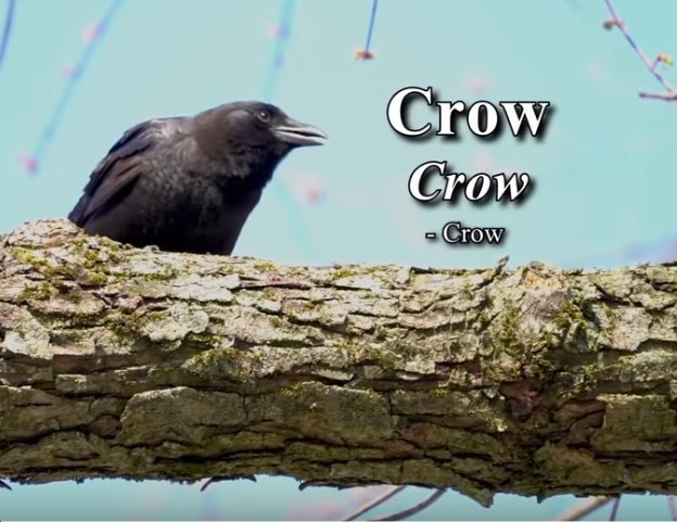 Crow