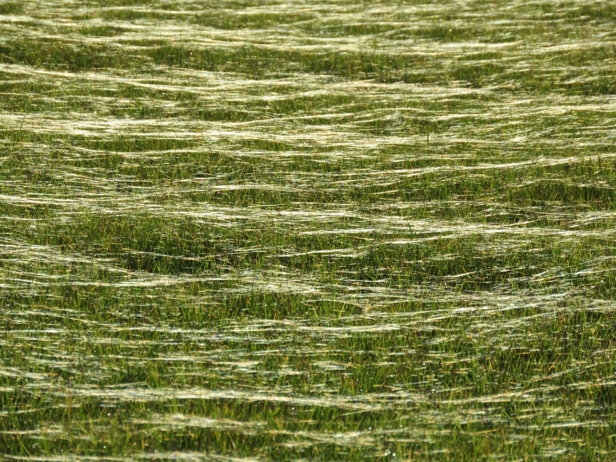 jcurtisart's tweet photo. Cobwebs in the grass - caught in the sunlight today https://t.co/TrmoO4ZtGm