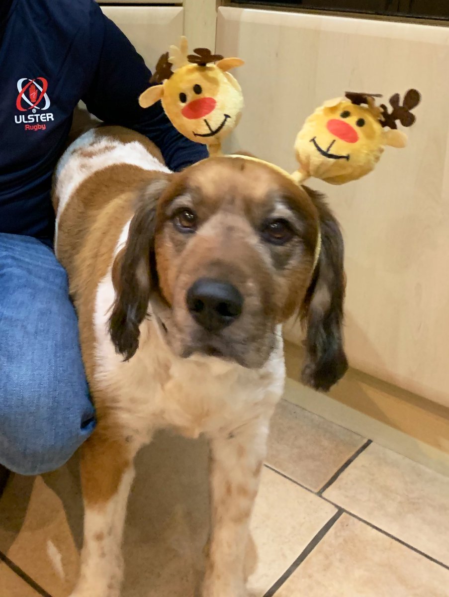 Becky_Steven22's tweet photo. Category is: Christmas pupper #DogsofTwittter https://t.co/Cpm4rcDd7U