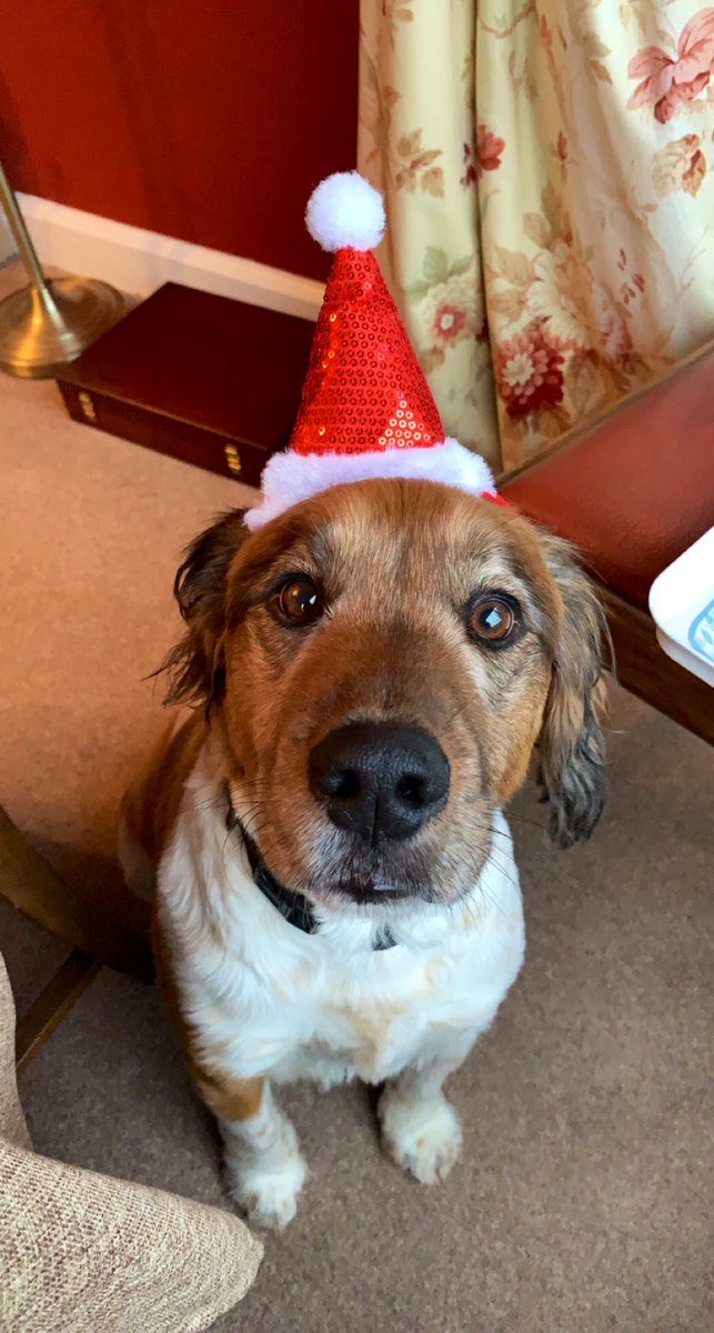 Becky_Steven22's tweet photo. Category is: Christmas pupper #DogsofTwittter https://t.co/Cpm4rcDd7U
