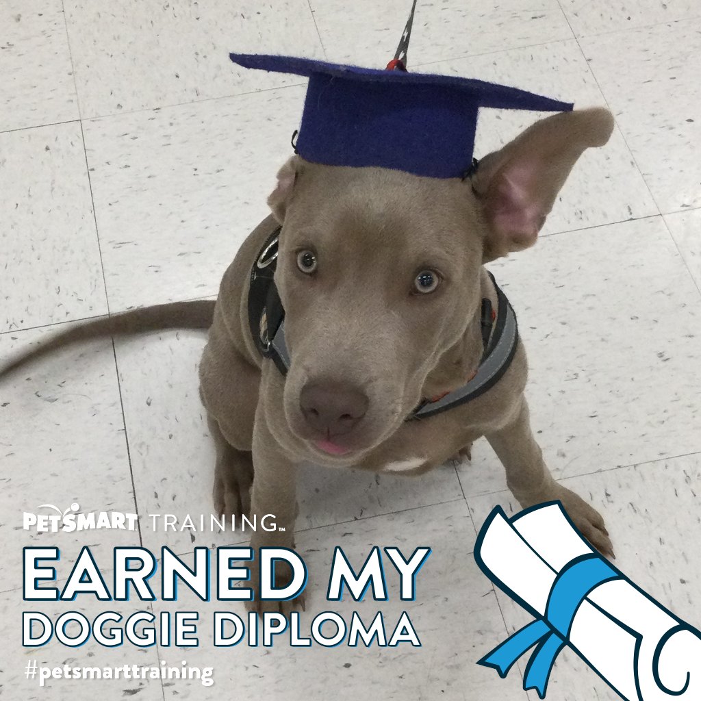 WAlysious's tweet photo. Imma graduate! #petsmart #petsmarttraining #graduate #puppies https://t.co/jpiVYuD2wO