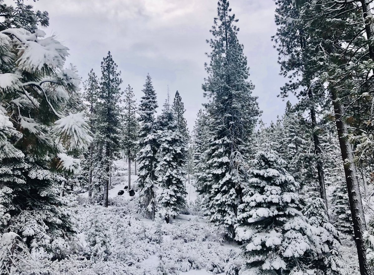 HarrahsTahoe's tweet photo. #ScenicSundays like this are what it's all about! 😍 ❄️ ⛄️ #TahoeSouth #WinterWonderLand #WeGotSnow https://t.co/0WOfzJJMWT