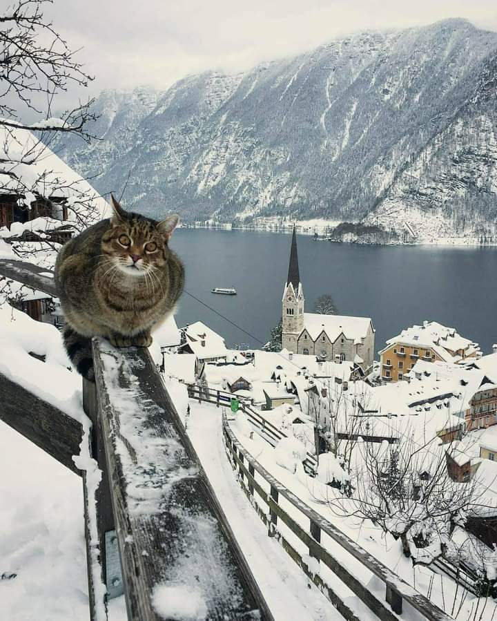 KhaledFaramaw's tweet photo. I love cats Austria🤍🖤🤍 https://t.co/54DzrkDxLA