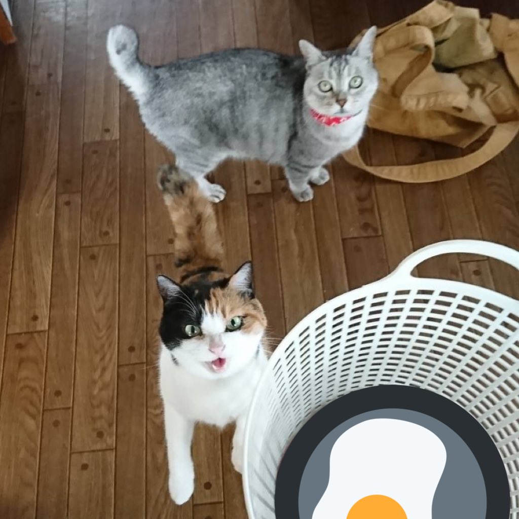 うちの猫を擬人化した。 https://t.co/mWTcnPZ1d6 