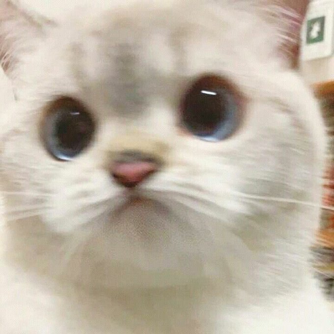 「青い眼 猫」のTwitter画像/イラスト(人気順)