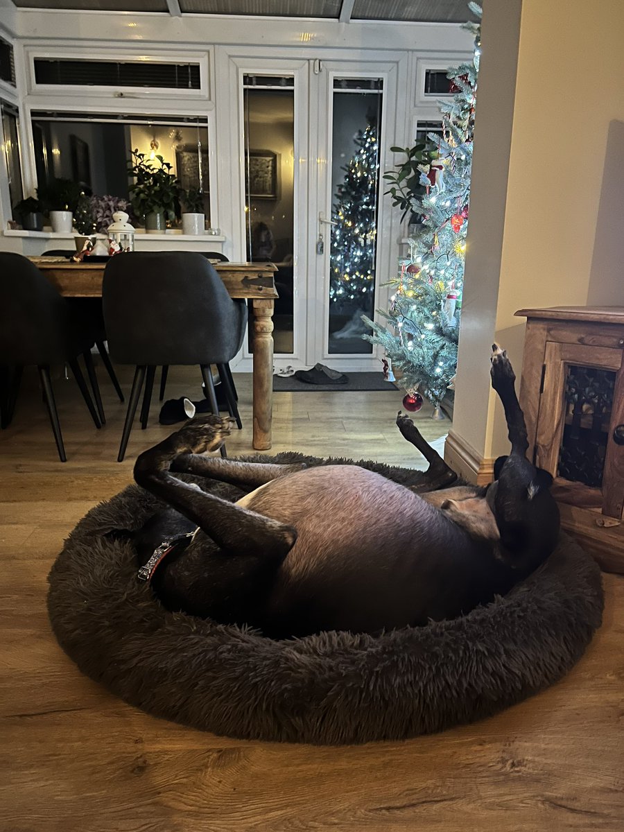 Jeri003's tweet photo. @TheCryptoDog Bought my dog/turkey a new bed! ❤️ https://t.co/SYPNrgO8Xt