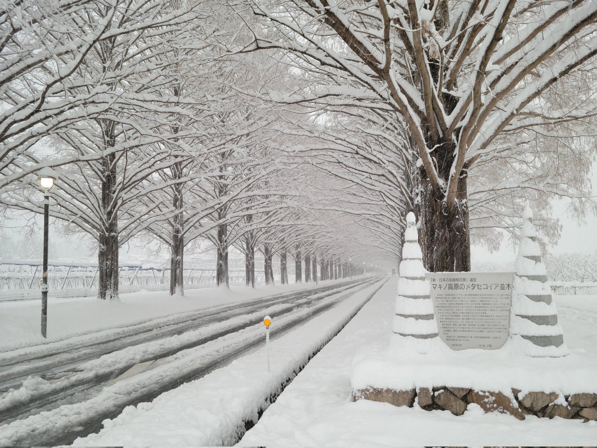 メタセコイア並木 Twitter Search Twitter