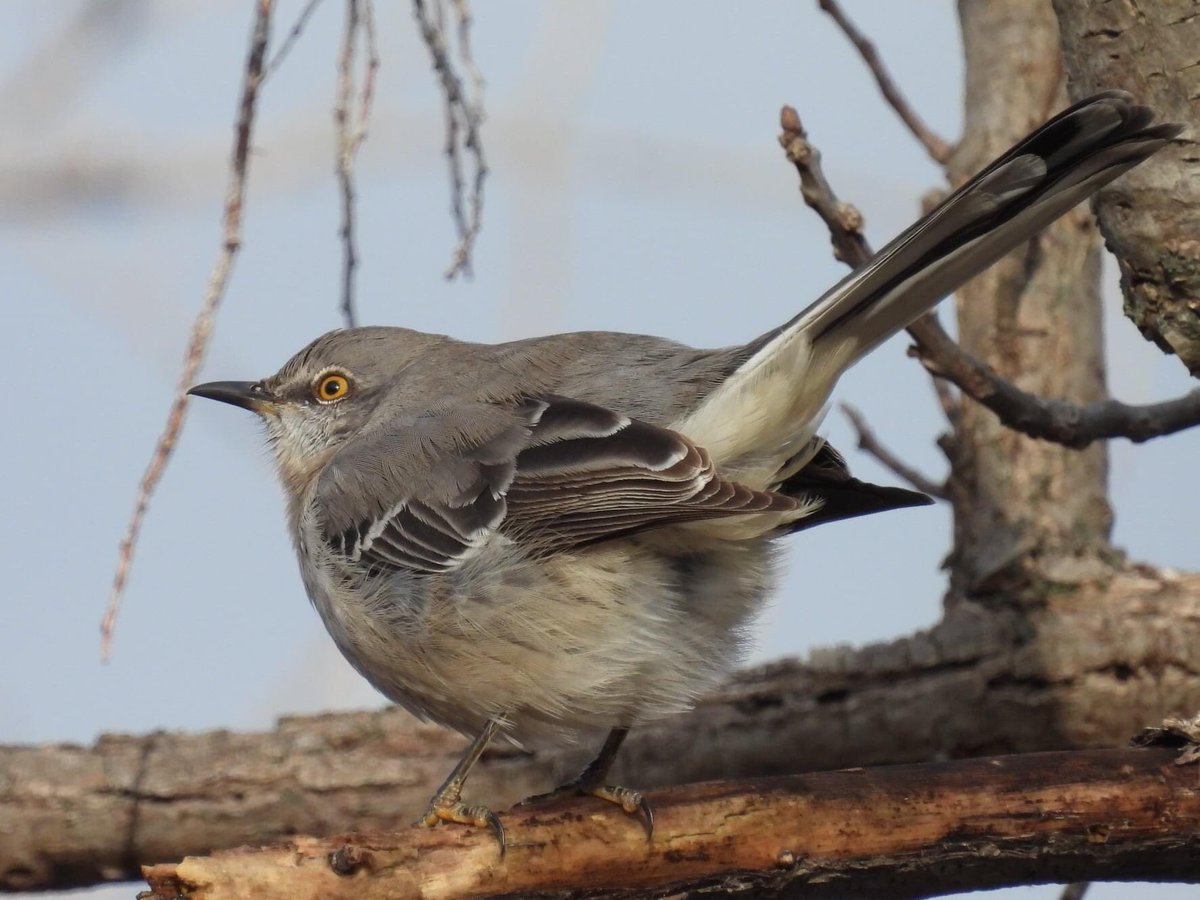 Sasajewun's tweet photo. Today's floofy birb: a Northern Mockingbird (Mimus polyglottos) looking cold today at @RBGCanada's #PrincessPoint. Thanks @cya_outside &amp; @planthugger for ID help! @NikonCanada #P950 https://t.co/kGlboUX4uS