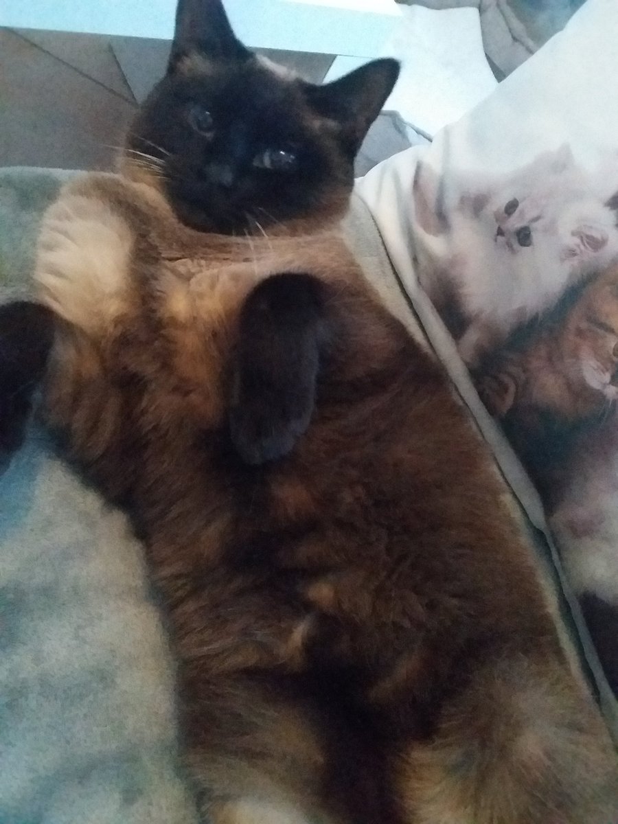 vivicat87's tweet photo. @Mikofficiel Trop mignionne ta fille, la mienne n'est pas mal non plus non? https://t.co/HhxHSmbdJC