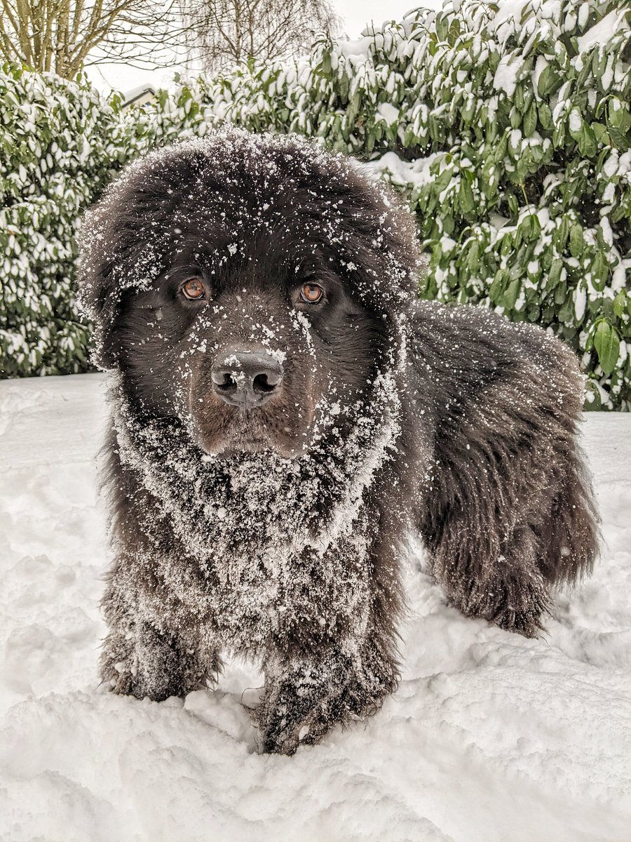 From_Farrah's tweet photo. Polar bear 
#SeattleWX #SeattleSnow https://t.co/gCFnejIQkC