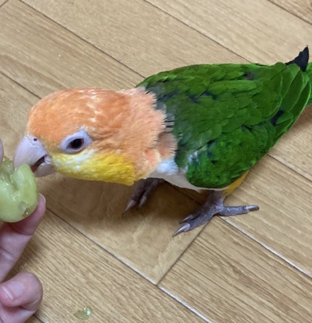 tPo8TatIowyewMS's tweet photo. 12月23日15時頃、茨城県竜ヶ崎市内でシロハラインコを飼い主の不注意で外に逃してしまいました。
どんなにささいなことでもいいので情報ありましたらご連絡ください。
寒い中、カラスや車、猫など怖いものが沢山ある中一人ぼっちで飛び立たせてしまいました、どうか、よろしくお願い致します。 https://t.co/WyylSoOq8f