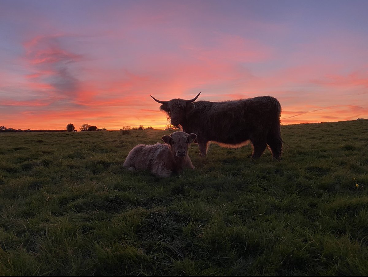 newlandfarm's tweet photo. @NewlandFarm 2021 #CowCastle #Sundown #CoDrivers #Multisucklers https://t.co/DSZGauLzBJ
