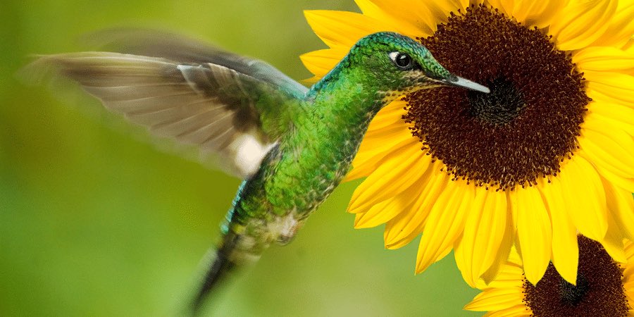 PollinationCnxn's tweet photo. 🐝 #Pollinators (#bees, #birds, #bats, #butterflies, #moths, #flies, #wasps, #beetles, small #mammals) play critical role in #food production
🐝 ensure diets are diverse by fertilizing #crops
🐝 100 crops grown in U.S. that depend on pollination

https://t.co/c2cqHnTM2B https://t.co/y2Mv19mocB