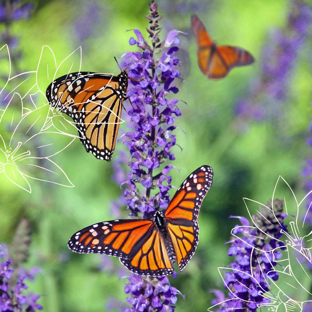 PollinationCnxn's tweet photo. 🐝 #Pollinators (#bees, #birds, #bats, #butterflies, #moths, #flies, #wasps, #beetles, small #mammals) play critical role in #food production
🐝 ensure diets are diverse by fertilizing #crops
🐝 100 crops grown in U.S. that depend on pollination

https://t.co/c2cqHnTM2B https://t.co/y2Mv19mocB