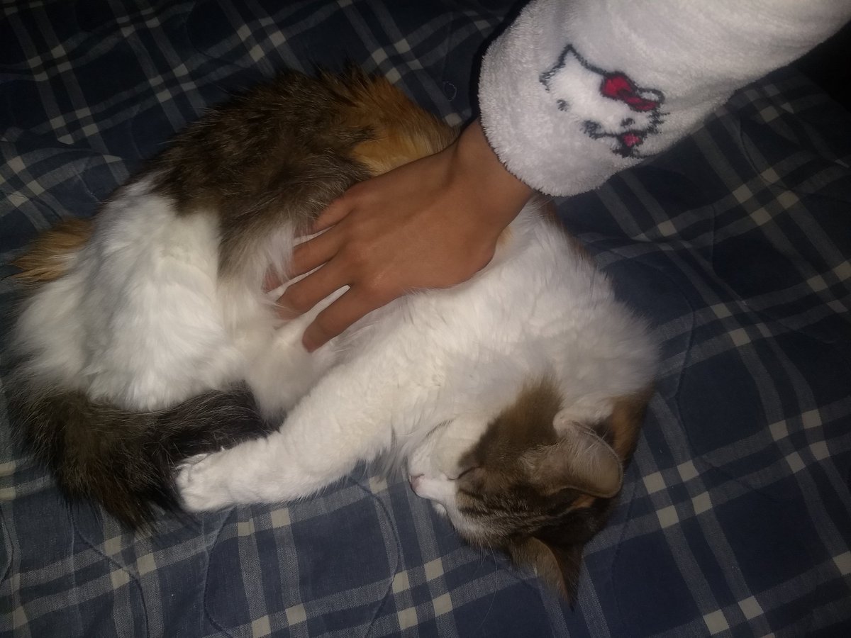 Pastelcatto1's tweet photo. @Mar_Meowz Hope u feel better soon mar ! https://t.co/4YtCzydgqY