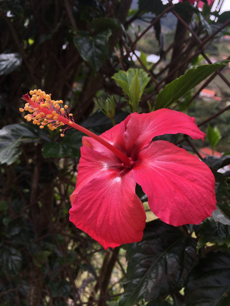 hernandez469's tweet photo. Hoy te sembre en un jardín de hortensias, Del oro me desapéguese , el rojo rubí fusionara con sus suelos... y dará a luz un fenómeno único, 🌺🌺🌺carmesí tal y come ese color de tu flor favorita #FreeAlways 🐉 https://t.co/IDPklfsVry