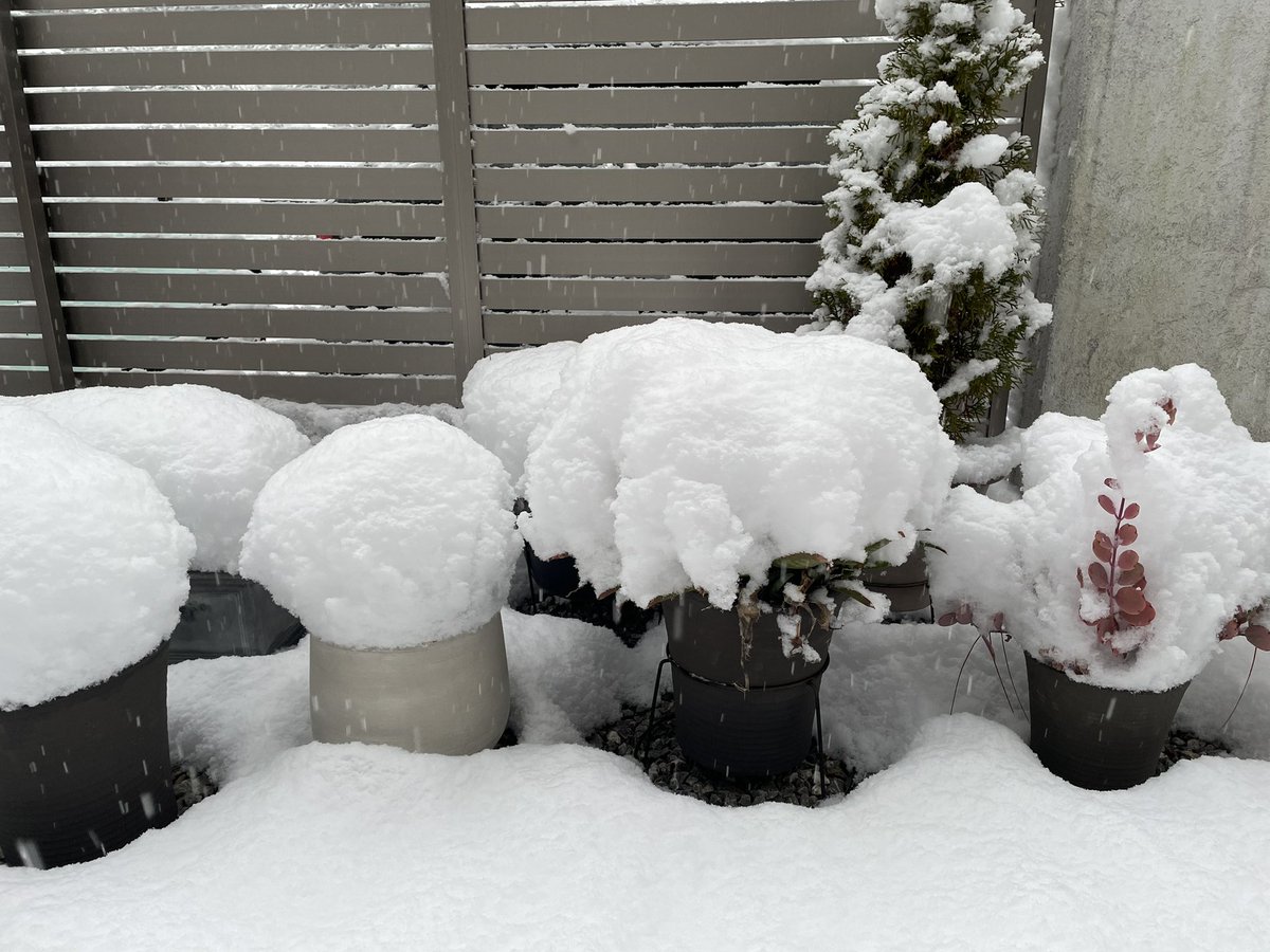 shankpechitto's tweet photo. 愛知の南の方だからほとんど雪降らないのに…どこもcloseかな💦 https://t.co/f6o0KnpHGK