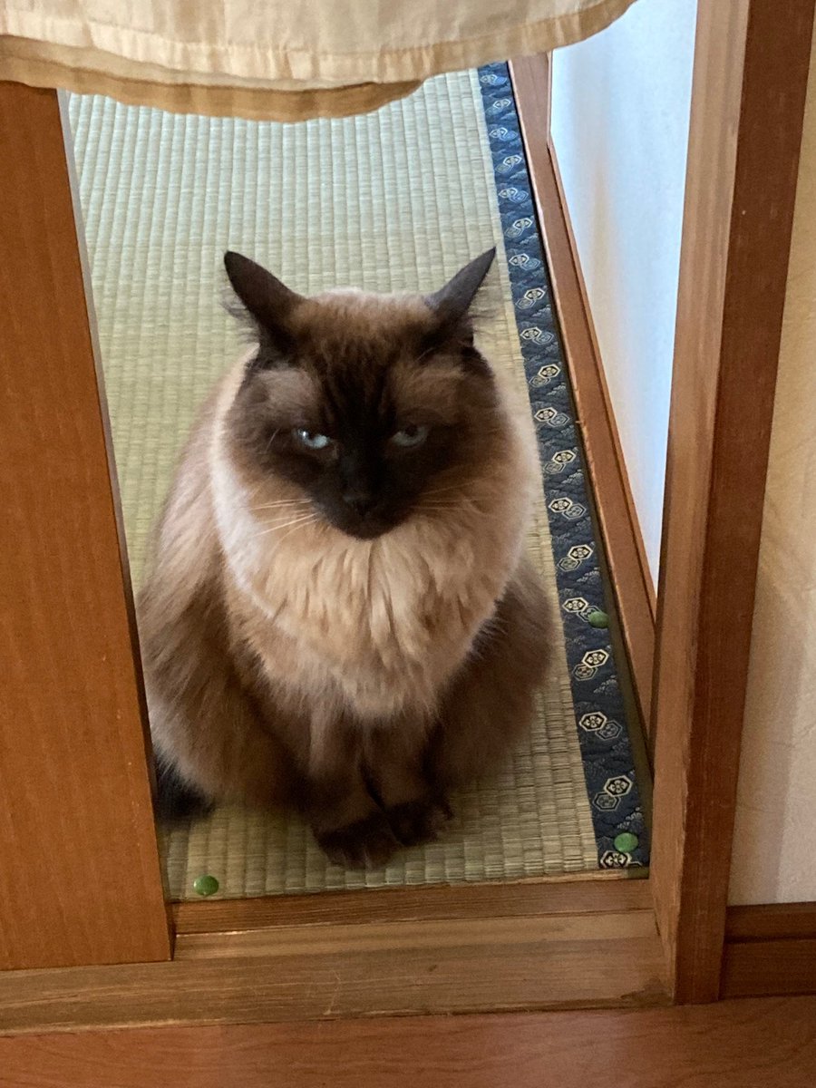 お疲れさまです🍞 今日は 飼い猫はいつまでも心が子どものまま、だそうです。 🐱👶 猫はかわいいから許せるけど・・・ 人間だったら許せないかも🤣 ②