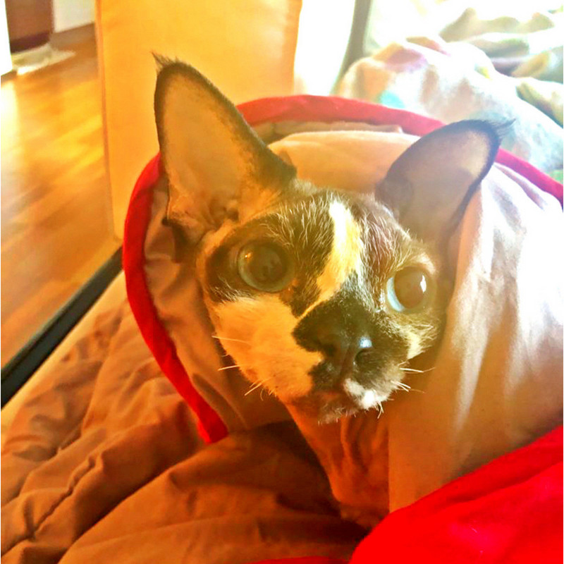 We hope you are spoiling your pets this holiday season 🧑🏻‍🎄🎄☃️⛄🦌

#IVWT #HolidaySeason #VeganChristmas #petlover #cat