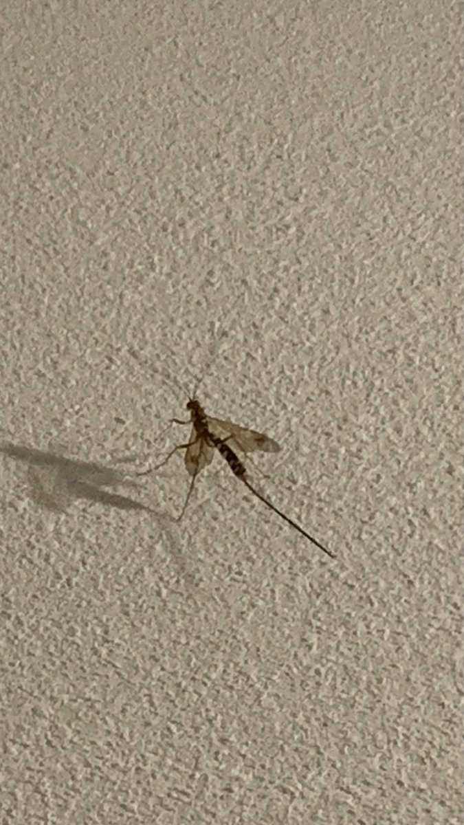 MartinHerreraM's tweet photo. Este “avispón” me visitó hoy. ¿Alguien sabe qué es? Jamás lo había visto y tiene una lanceta de 3-4 cms 😰🐝 https://t.co/2eIa1BOW1v