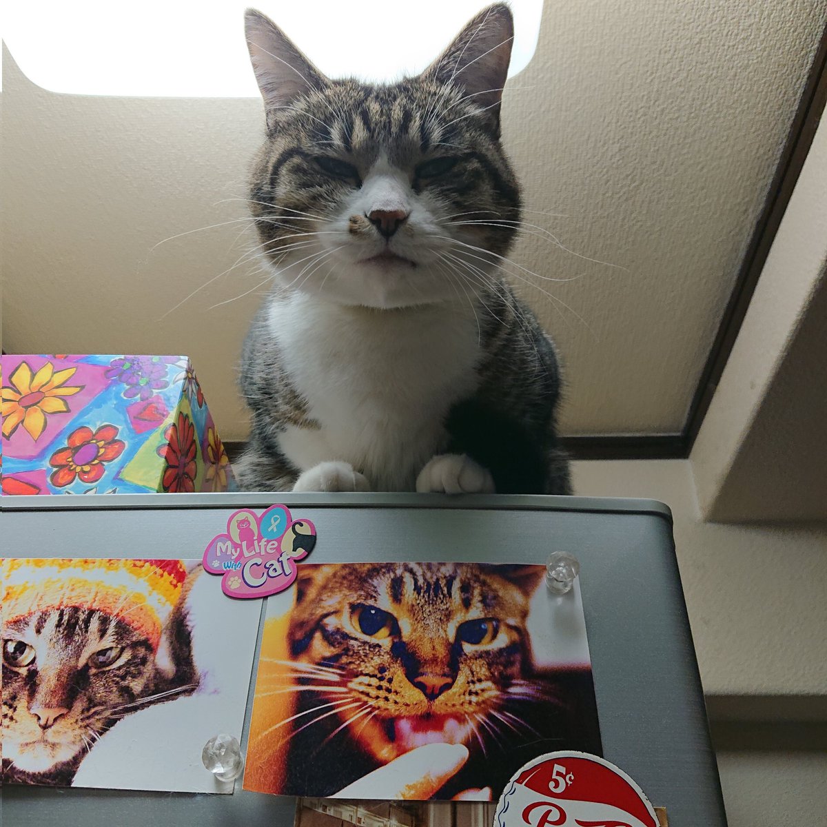 sleepy cat tweet media