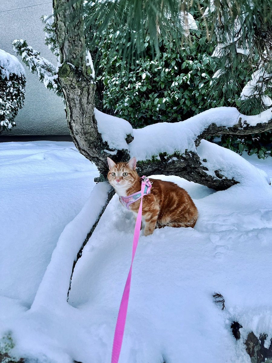 snow kitty 🥲