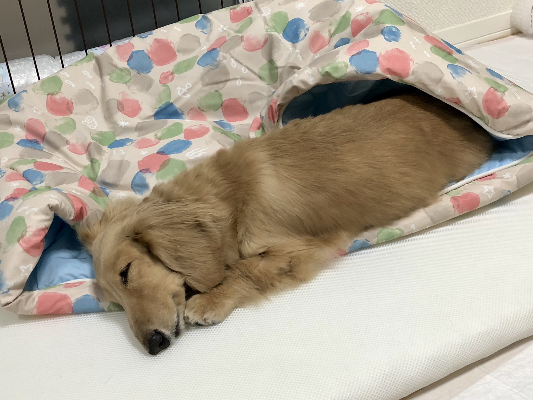 クッキー ママ 老犬日記 Iuware9hzem0dfp Twitter