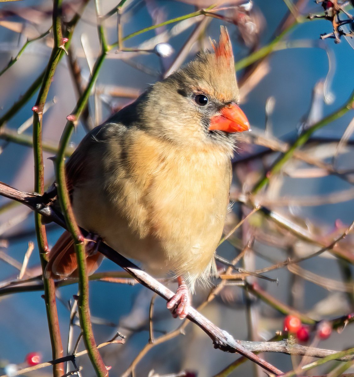 We enjoyed watching this female cardinal feast on berries at Sand’s Point this morning. #birding #birdwatching #sandspoint #longislandnature