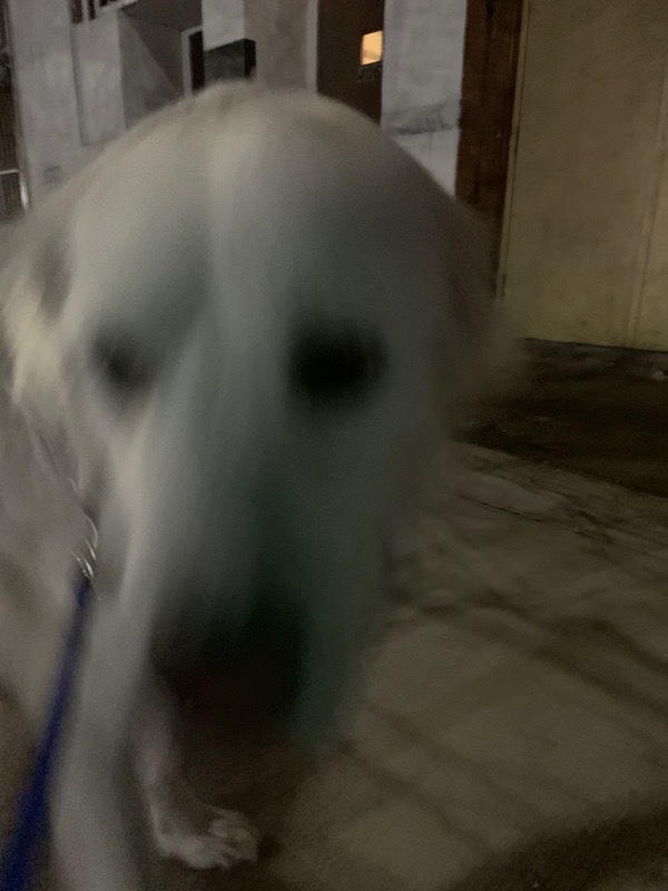 every time i get photos from a dog walker i think, is the goal to make me wonder if that's really my dog or not