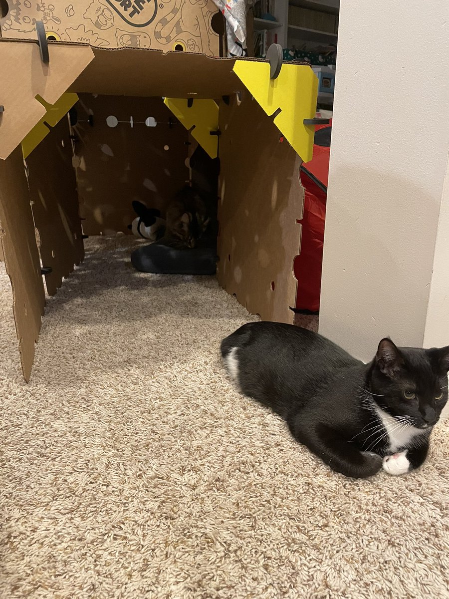 mrsshipwreck's tweet photo. Highly recommend @makeafort #makeafort we’ve had a blast building and it doubles as a cat condo! https://t.co/Q5qq8bRFBB