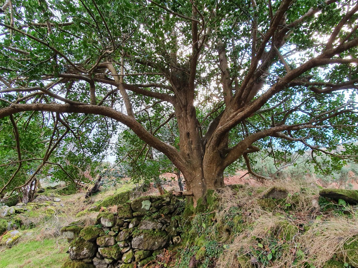 IrishRainforest's tweet photo. It's rare to see a holly this old and large. Such a special tree, both for wildlife and in human culture.

Many people don't realise the leaves are only prickly lower down, where browsers like deer can reach them. Further up they're spineless.

There's always a reason in nature. https://t.co/71NbVcuiFc