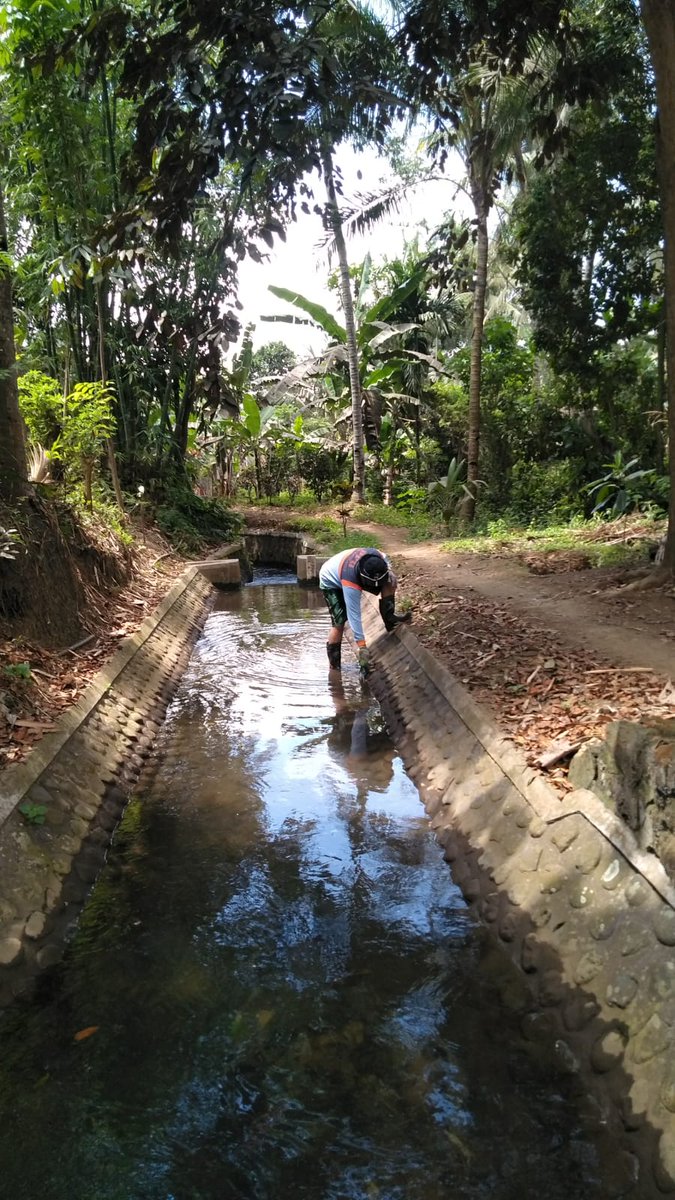 Korsda_Bwi's tweet photo. Kegiatan perawatan di saluran PA Bahman juru wilayah Kalipuro. Cc @PengairanBwi @p50_guntur https://t.co/4dVbdEwWio