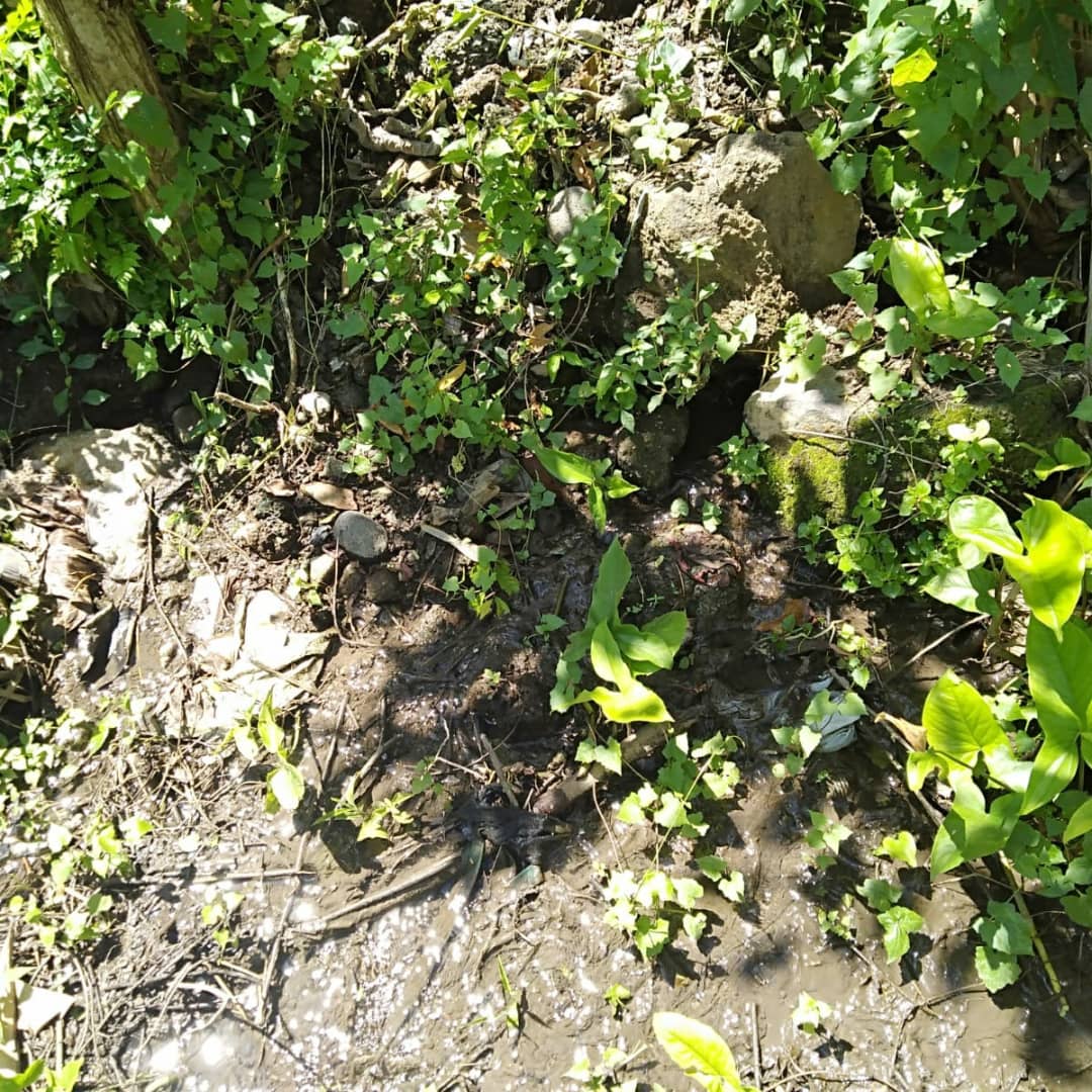 Korsda_Bwi's tweet photo. Survei lapangan saluran yang bocoran di wilayah PA Kerambangan juru Banyuwangi. Cc @PengairanBwi @p50_guntur https://t.co/5p3O8IQV9h