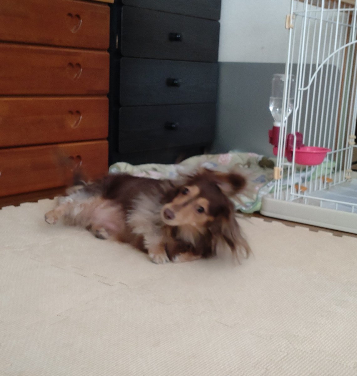 Atchi S Tweet 今日で 仕事納め 今年も頑張れました よくやった よくやった 自分で自分を褒める 心置きなく 岸辺露伴は動かない の世界に浸れる 高橋一生 ふぅ孝行もしないとね 犬のいる生活 犬好きさんと繋がりたい Trendsmap